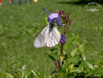 Blumen-Grazien