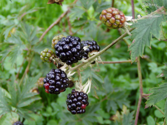 Unsere Wildbrombeeren im Reifeprozess