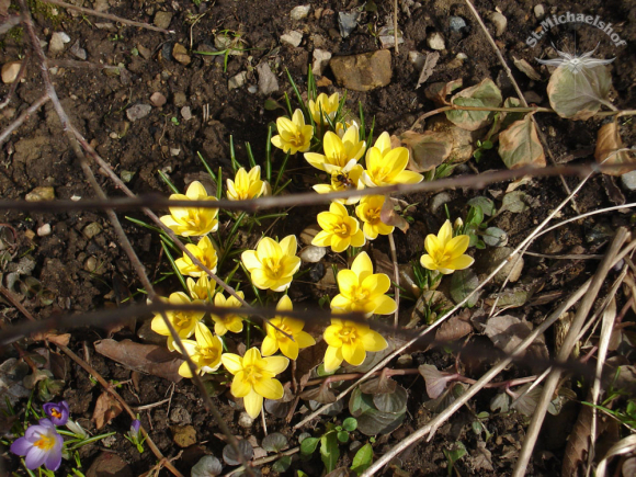 Die ersten Krokusse