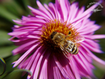 Biene auf Echinacea