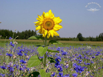 Ausreißer im Kornblumenfeld