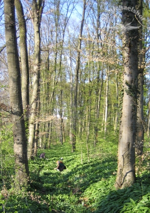 Bärlauch Ernte - Bärenfutter