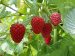 Beeren-Genuss