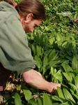 Nur einwandfreie Blätter kommen ins Pesto