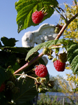 "Kunstvolle" Beerenplantage