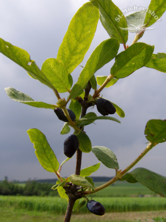 Mühselige Erntearbeit, aber es lohnt sich