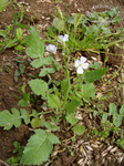 Hederich mit Blütchen