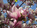 Magnolienzauber