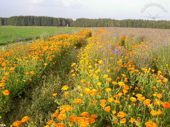 Blütenwunder für unsere Ringelblumensalbe