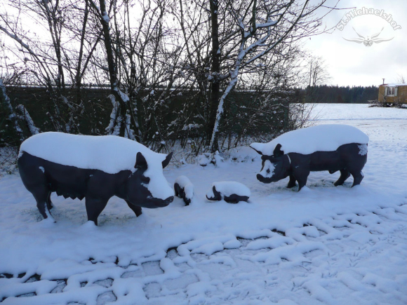 Schweinekalt