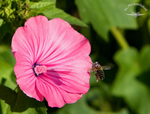 Bienchen im Blütenglück