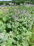 Borretsch-Zusatz im Wildkräutersalat