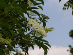 Blüten und Himmel, gibt himmlische Blüten