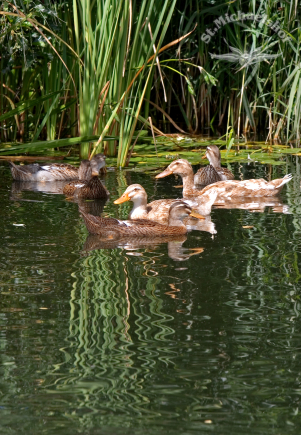 Wir stehen für Naturerhalt