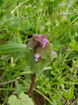 Kleine rote Taubnessel