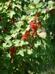 Rot und süß...Fruchtaufstrich lecker