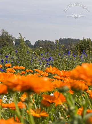 Ringelblumen - & Kornblumenwunder