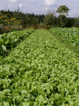 Römersalat Beet