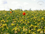 Mohn über üppigem Klee