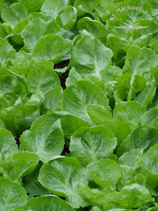 Grüne Zuckerhut Salat Kinder