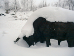 Stier im Winterkleid