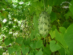 Kiwano Die Frucht mit dem Kick