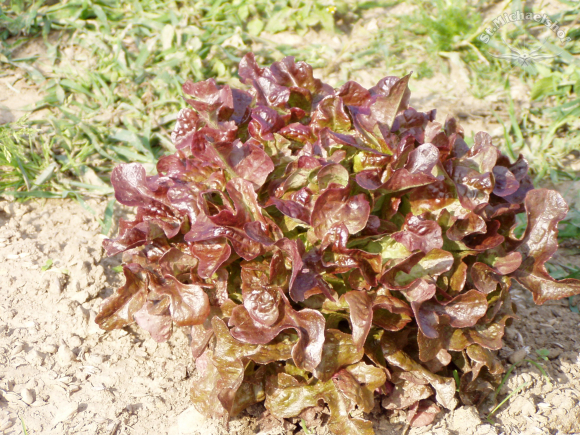 Eichblatt Salat