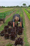 Selektion im Salatbeet-nur das Beste für Sie