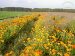 Blütenwunder für unsere Ringelblumensalbe