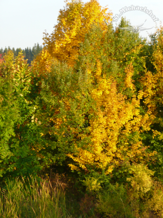 Herbst-Farbenspiel