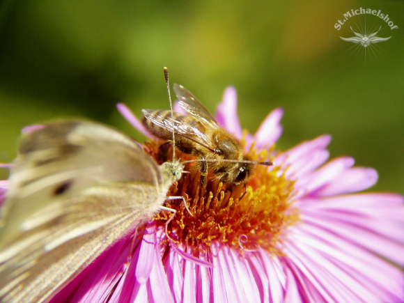 Biene und Schmetterling im Blütenrestaurant