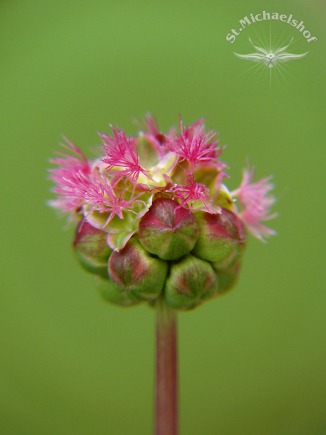 Wunderschöne Pimpinelleblüte dazu