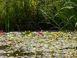 See in der Blüte