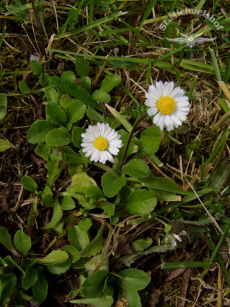 Gänseblümchen