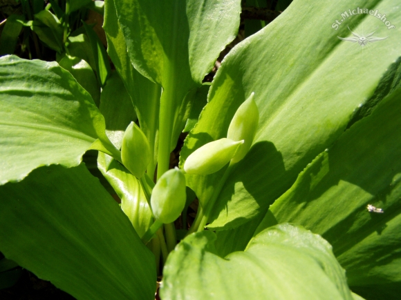 Naturschaffen