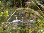 Fröhliche Gesellschaft im See