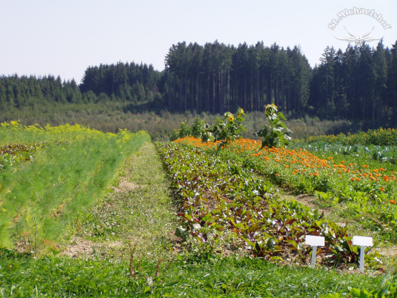 Natur-Feldkunst I