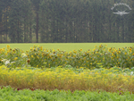 Unser Waldacker im Farbenrausch