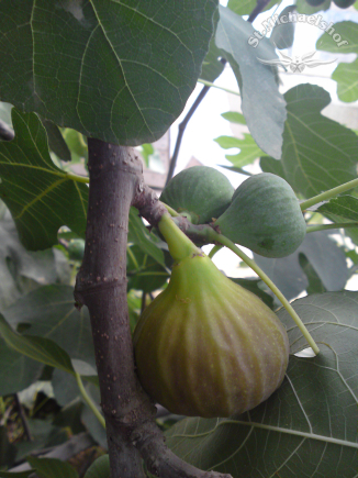 Unser Feigenbaum trägt üppig Früchte