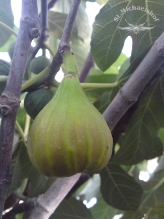 Verlockend süße Frucht