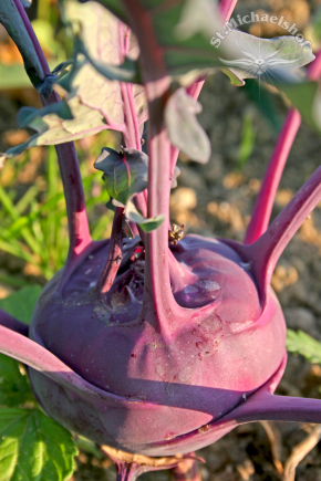 Kohlrabi-taufrisch auf den Markt