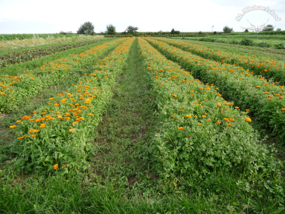 Ein Meer von Blüten