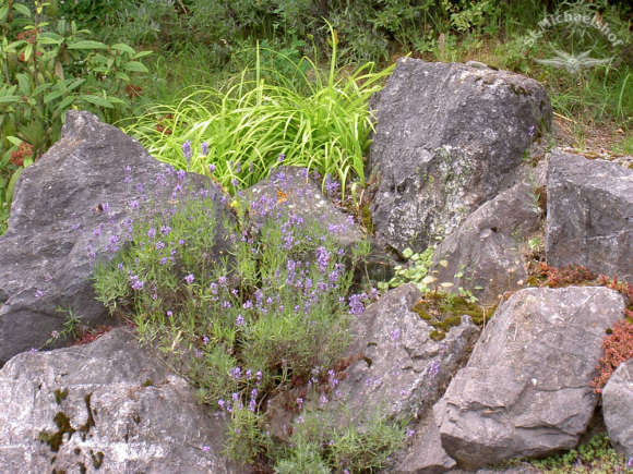 Verwunschene Steine