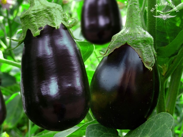 Aubergine