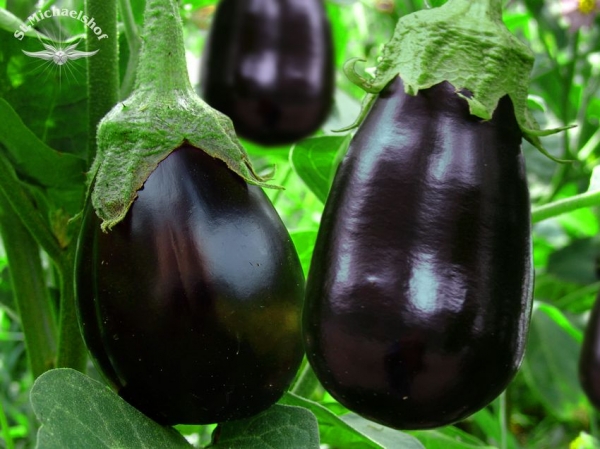 Aubergine