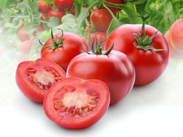 Strauchtomaten