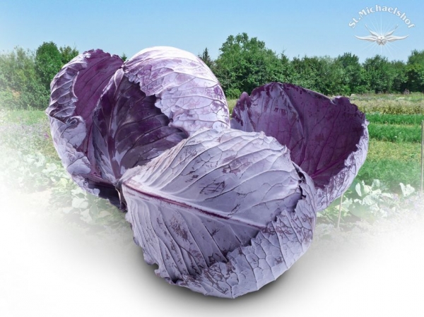 Rotkohl