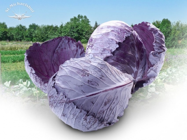 Rotkohl