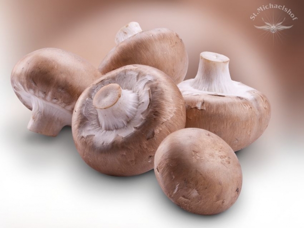 Steinchampignons