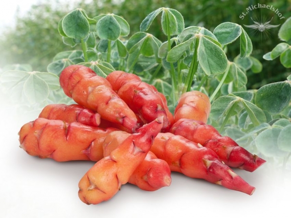 Oca